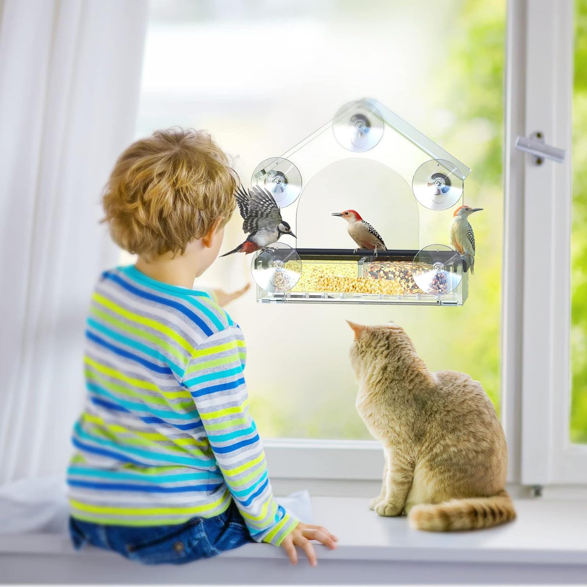 Extra Strong Clear Window Bird Feeder